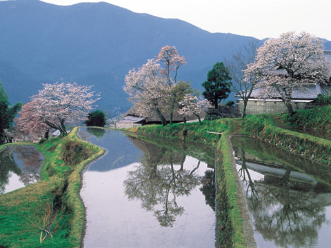 三多気の桜