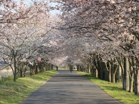 北神山の桜並木