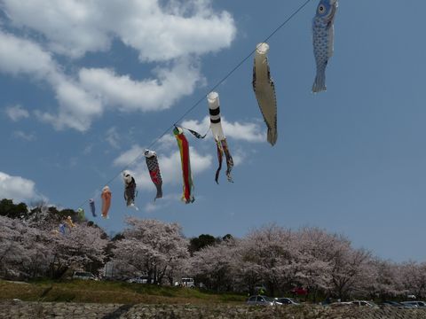 亀ヶ広の桜並木