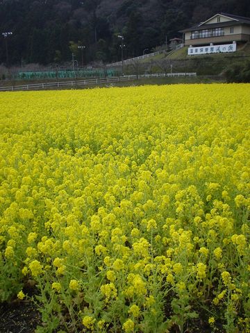 榊原自然の森温泉保養館（湯の瀬）の菜の花