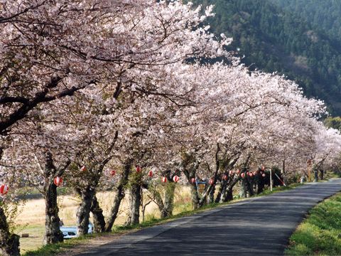 大仰河川桜並木