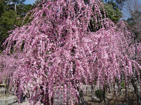 結城神社の梅