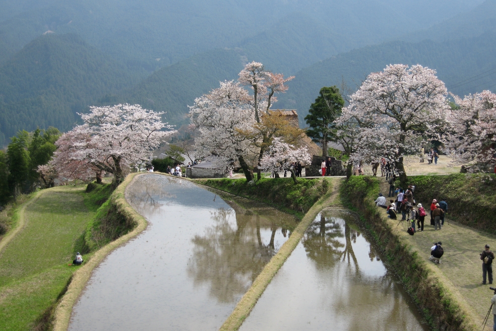 三多気の桜