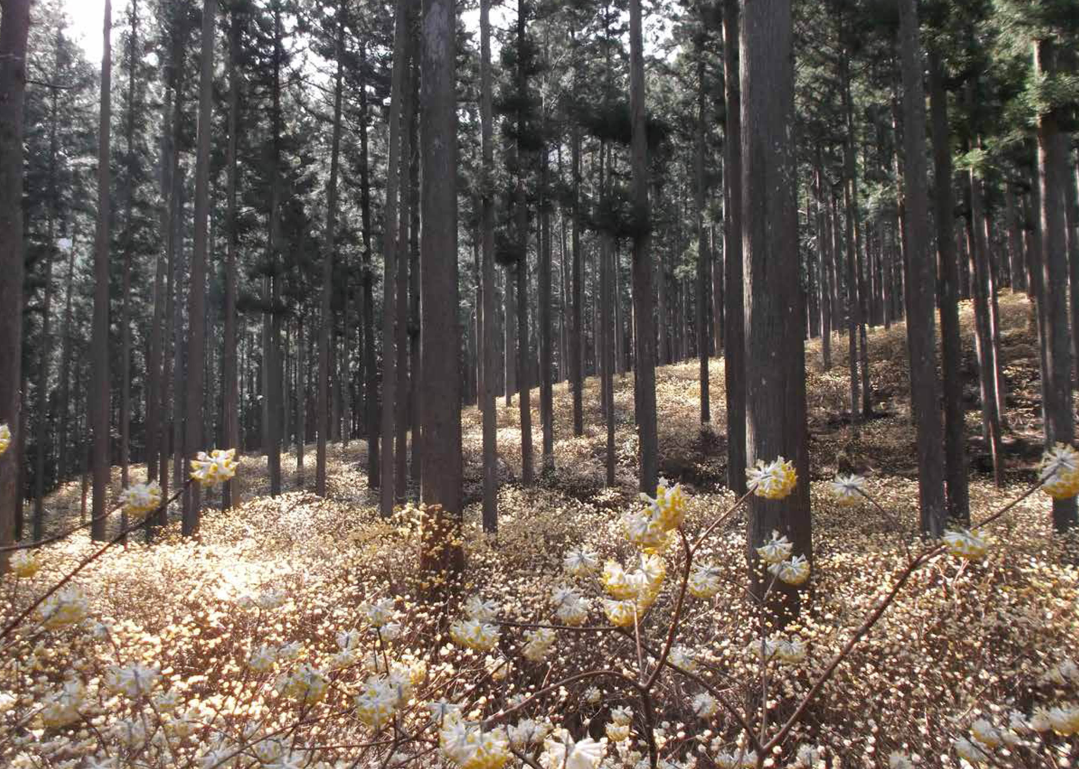 ミツマタ群生地