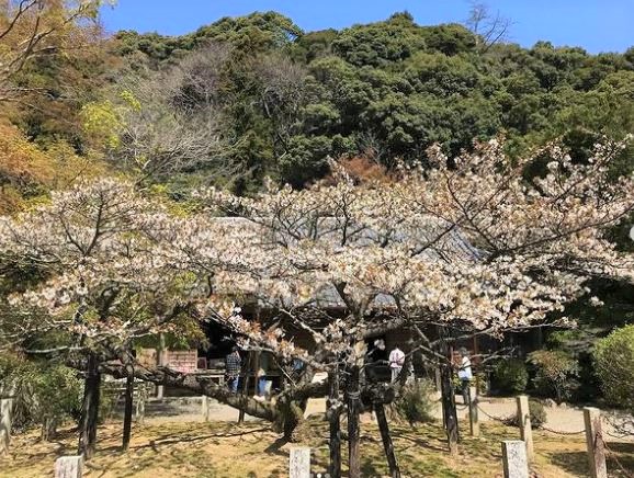 長徳寺の龍王桜