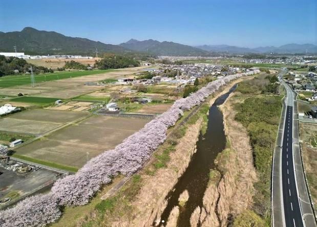 北神山花街道の桜並木