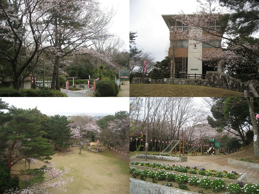 本城山青少年公園の桜が見頃