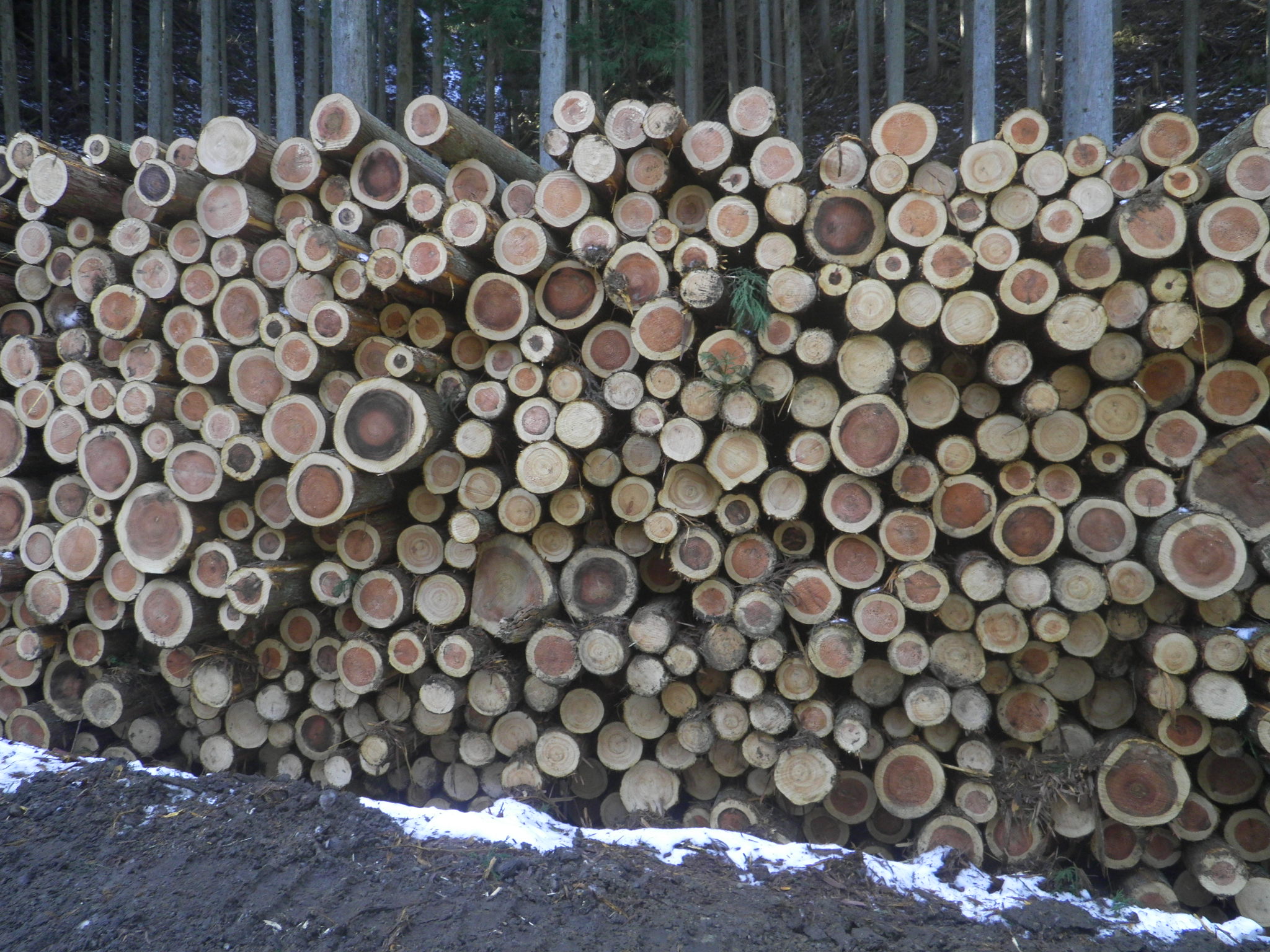 木材生産
